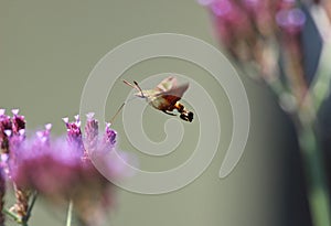 Macroglossum trochilus, the African hummingbird hawk-moth at a flower