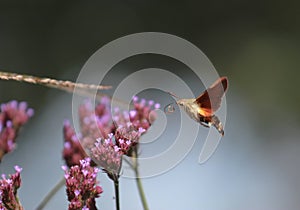 Macroglossum trochilus, the African hummingbird hawk-moth at a flower