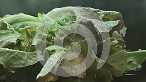 Macrography, lettuce leaves stand out against a black background. Comestible. photo