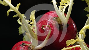 Macrography of radishes steal the spotlight with black background. Comestible.