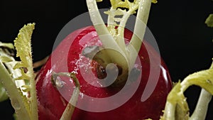 Macrography of radishes steal the spotlight with black background. Comestible. photo