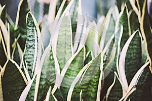 Sansevieria bowstring hemp bogenhanf leaves