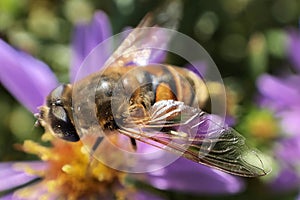 Macroimage of big stripped bumblebee sitting on bright violet flower with yellow center,