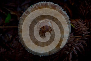 Macrolepiota excoriata mushroom in autumnal brandenburg forest