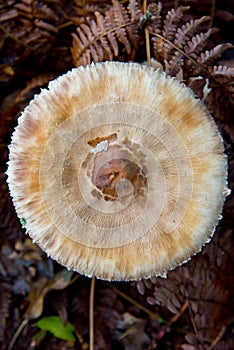 Macrolepiota excoriata mushroom in autumnal brandenburg forest