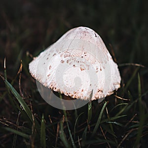 Macrolepiota excoriata, a mushroom in the family Agaricaceae