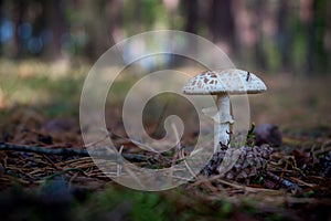 Macrolepiota is a genus of white spored, gilled mushrooms of the family Agaricaceae