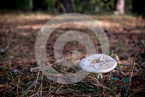 Macrolepiota is a genus of white spored, gilled mushrooms of the family Agaricaceae