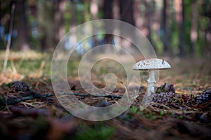 Macrolepiota. Genus of white spored, gilled mushrooms of the family Agaricaceae