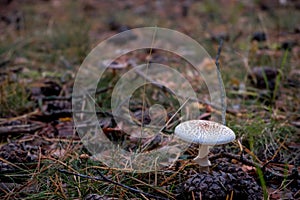 Macrolepiota is a genus of white spored, gilled mushrooms of the family Agaricaceae