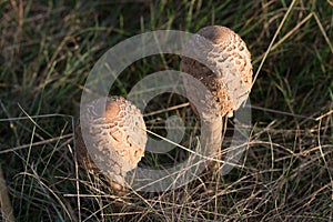 Macrolepiota giant