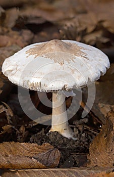 Macrolepiota mastoidea is a species of Fungi in the family Agaricaceae.