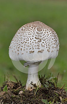 Macrolepiota mastoidea is a species of Fungi in the family Agaricaceae