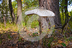 Macrolepiota. Parasol Mushroom