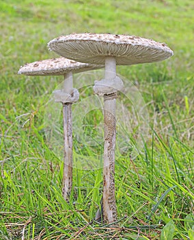 Macrolepiota procera.