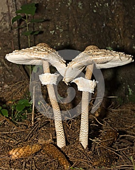 Macrolepiota procera