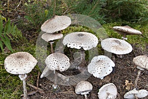 Macrolepiota procera