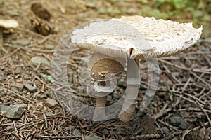 Macrolepiota procera