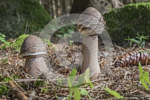 Macrolepiota procera