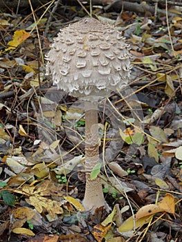 Macrolepiota procera