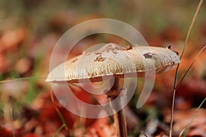 Macrolepiota procera autumn mushroom growing in soil