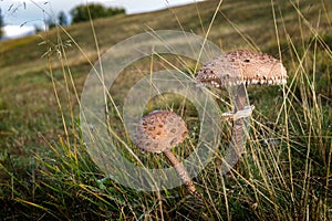 Macrolepiota procera - edible mushroom