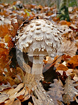 Macrolepiota procera emerges from the leaves. Close up shot.