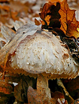 Macrolepiota procera emerges from the leaves. Close up shot.