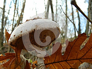 Macrolepiota procera,  in the forest.