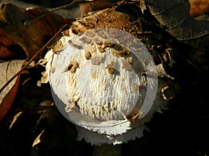 Macrolepiota procera, in the forest, lit by the autumn sun. Close up shot