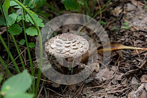 Macrolepiota procera or Lepiota procera in the forest.