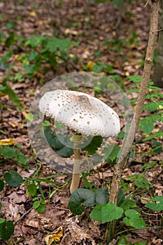 Macrolepiota procera or Lepiota procera in the forest.