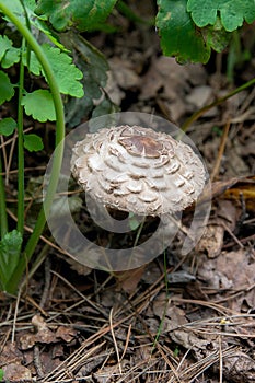 Macrolepiota procera or Lepiota procera in the forest.