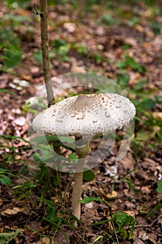 Macrolepiota procera or Lepiota procera in the forest.