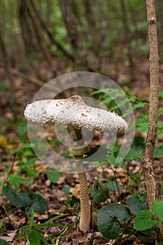 Macrolepiota procera or Lepiota procera in the forest