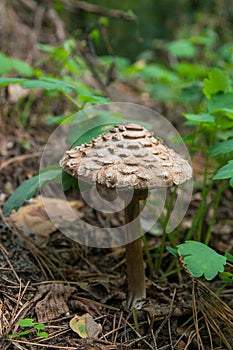 Macrolepiota procera or Lepiota procera in the forest