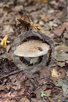 Macrolepiota procera or Lepiota procera in the forest.