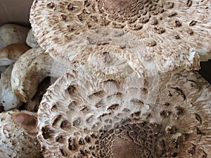 Macrolepiota procera or lepiota procera mushroom food