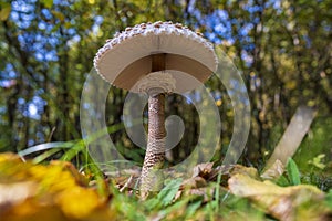 Macrolepiota procera or Lepiota procera mushroom growing in the autumn forest. Beauty with long slim leg with sliding ring and