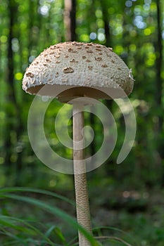 Macrolepiota procera or Lepiota procera mushroom growing in the autumn forest, close up. Beauty with long slim leg with sliding