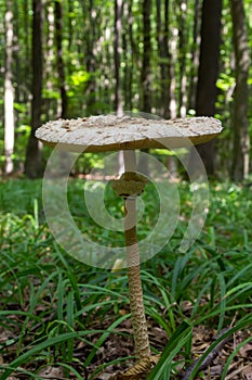 Macrolepiota procera or Lepiota procera mushroom growing in the autumn forest, close up. Beauty with long slim leg with sliding