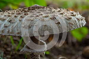 Macrolepiota procera or Lepiota procera mushroom growing in the autumn forest, close up. Beauty with long slim leg with sliding