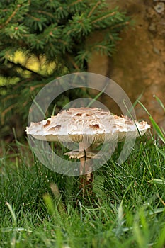 Macrolepiota procera. Lepiota procera mushroom growing in grass. Beauty with long slim leg with sliding ring and large scaly hat