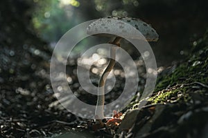 Macrolepiota procera. Lepiota procera Parasol mushroom growing in forest leaves. Beauty with long slim leg with sliding ring and