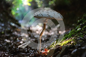 Macrolepiota procera. Lepiota procera Parasol mushroom growing in forest leaves. Beauty with long slim leg with sliding ring and