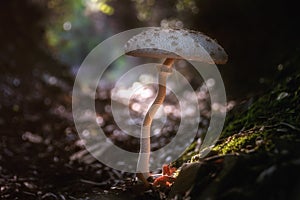 Macrolepiota procera. Lepiota procera Parasol mushroom growing in forest leaves. Beauty with long slim leg with sliding ring and