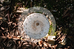 Macrolepiota procera. Lepiota procera Parasol mushroom growing in forest leaves. Beauty with long slim leg with sliding ring and