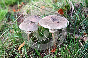 Macrolepiota procera   Macrolepiota procera