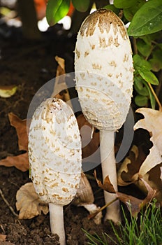 Macrolepiota Procera Mushroom