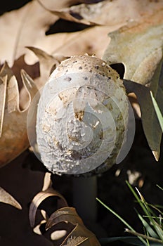 Macrolepiota Procera Mushroom